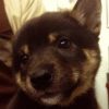 さすらいの古家再生士